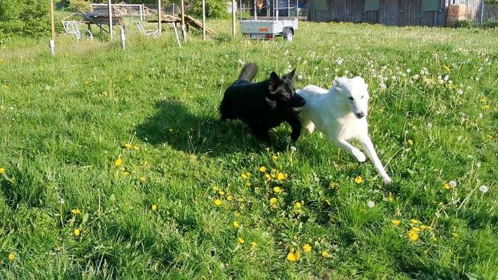 Dogorama Photo Challenge - Hunde in Action-Beitrag-Bild