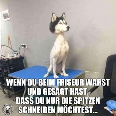 Hunde Memes-Beitrag-Bild