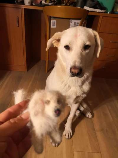 Alles rund um den Schäferhund, diskutieren erwünscht.-Beitrag-Bild