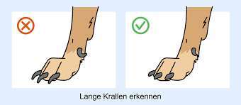 Krallen-Beitrag-Bild