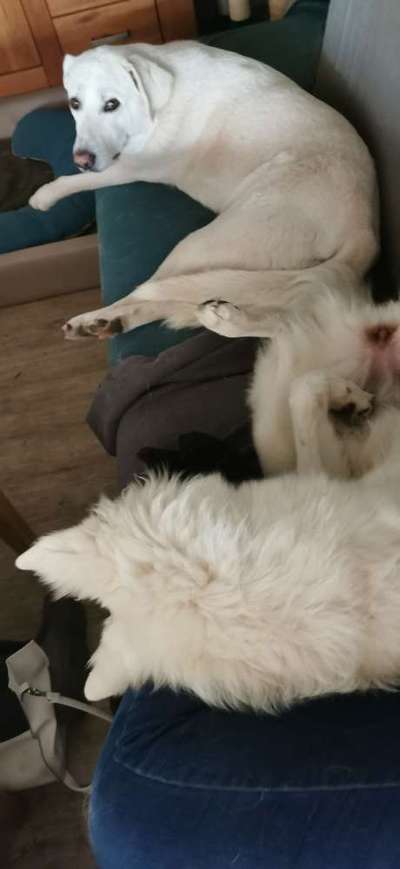 Alles rund um den Schäferhund, diskutieren erwünscht.-Beitrag-Bild