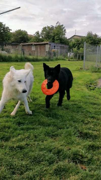 Alles rund um den Schäferhund, diskutieren erwünscht.-Beitrag-Bild