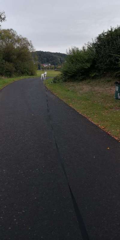 Spiele für unterwegs mit angeleintem Hund-Beitrag-Bild