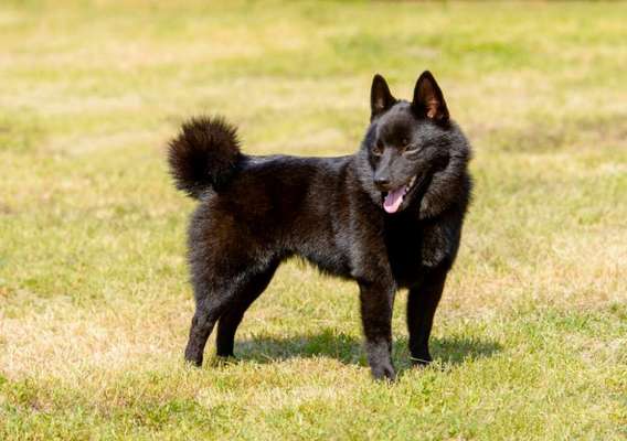 Alles rund um den Schäferhund, diskutieren erwünscht.-Beitrag-Bild