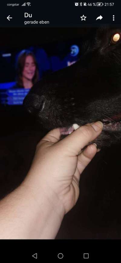 Alles rund um den Schäferhund, diskutieren erwünscht.-Beitrag-Bild