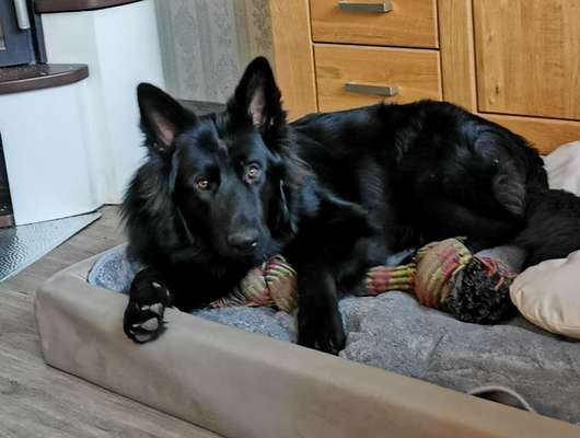 Alles rund um den Schäferhund, diskutieren erwünscht.-Beitrag-Bild