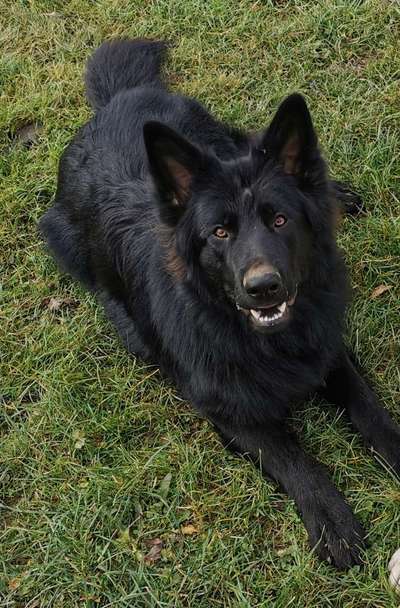 Reinrassige Hunde?-Beitrag-Bild