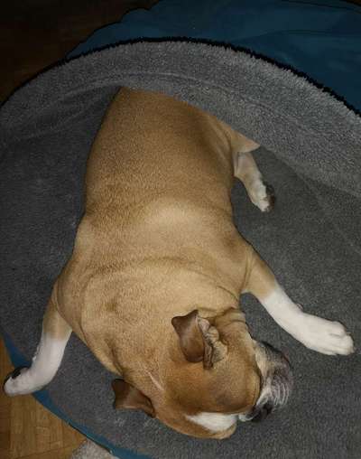 Zeigt mir die lustigsten Schlafpositionen eurer Fellnasen-Beitrag-Bild