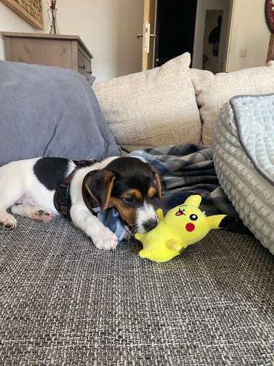 Wo sind die Jack und Parson Russell Terrier?-Beitrag-Bild