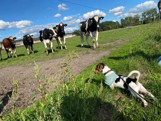 Wo sind die Jack und Parson Russell Terrier?-Beitrag-Bild