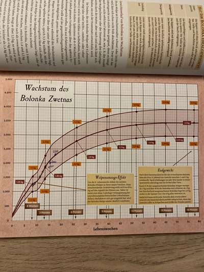 Bolonka Zwetna 🐾-Beitrag-Bild