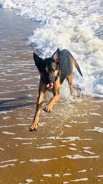 Schäferhund-Beitrag-Bild