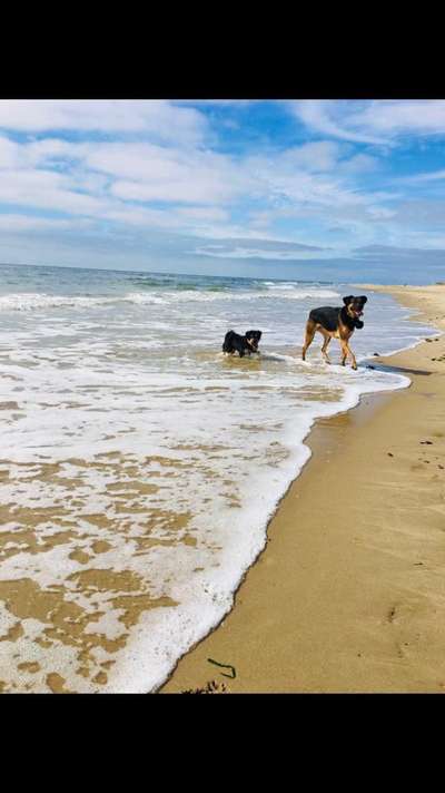 Die Dogorama Kalender Challenge 4/4-Beitrag-Bild