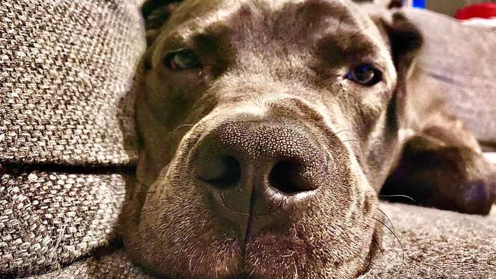 Cane Corso/American Bully-Beitrag-Bild