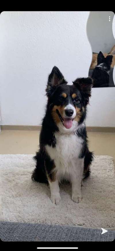 Gibt's hier noch mehr Border Collies???-Beitrag-Bild