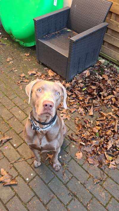 Weimaraner-Beitrag-Bild