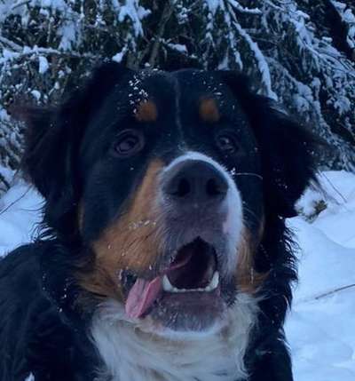 Dogorama Photo Challenge - Portrait-Beitrag-Bild