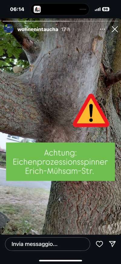 Giftköder-Eichenprozessionsspinner-Bild