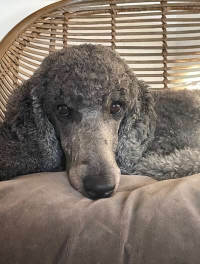 Dogorama Photo Challenge - Hundeblick zum hinschmelzen-Beitrag-Bild