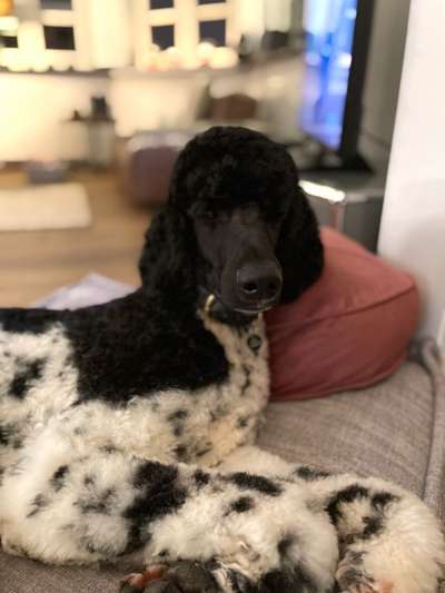 Dogorama Photo Challenge - Hundeblick zum hinschmelzen-Beitrag-Bild