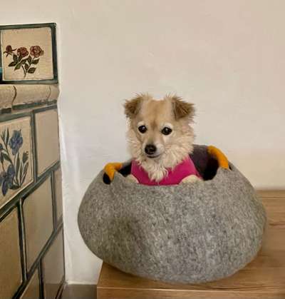 Dogorama Photo Challenge - Hundeblick zum hinschmelzen-Beitrag-Bild