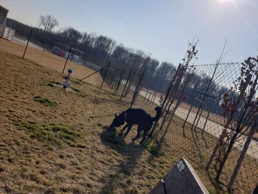 Hundeauslaufgebiet-Hundewiese/Freilaufzone Ebergassing-Bild