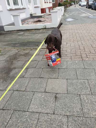 Labradorfans-Beitrag-Bild