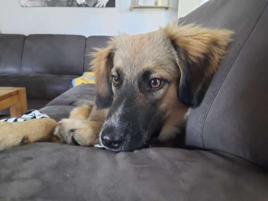 TierschutzhundeStammtisch🐕-Beitrag-Bild