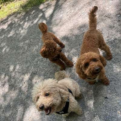 Hundetreffen-Pudel und Pudel gesellt sich gern | Heilbronn-Bild