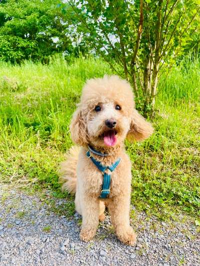Hundetreffen-Pudel und Pudel gesellt sich gern | Heilbronn-Bild