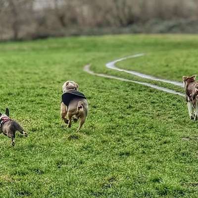 Hundetreffen-Sonntagsspaziergang auf der Hochheimer Hundewiese-Bild