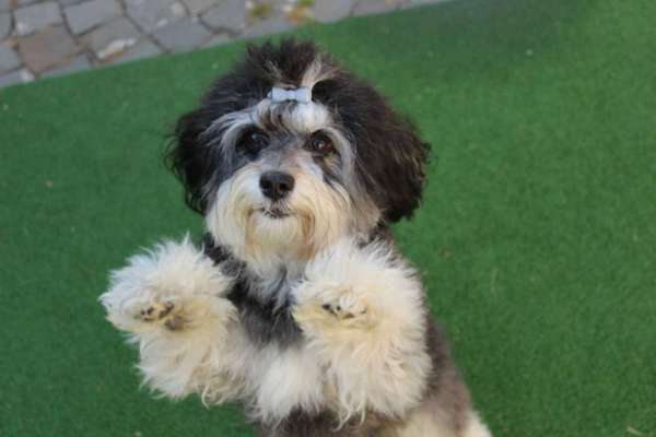 Dein Hund im Dogorama-Kalender 2021-Beitrag-Bild