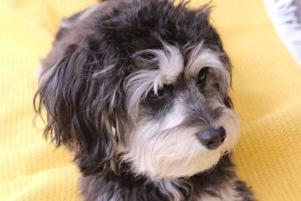 Dein Hund im Dogorama-Kalender 2021-Beitrag-Bild