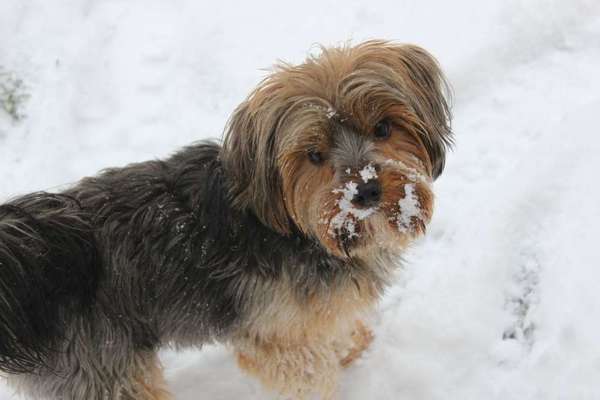 Dein Hund im Dogorama-Kalender 2021-Beitrag-Bild