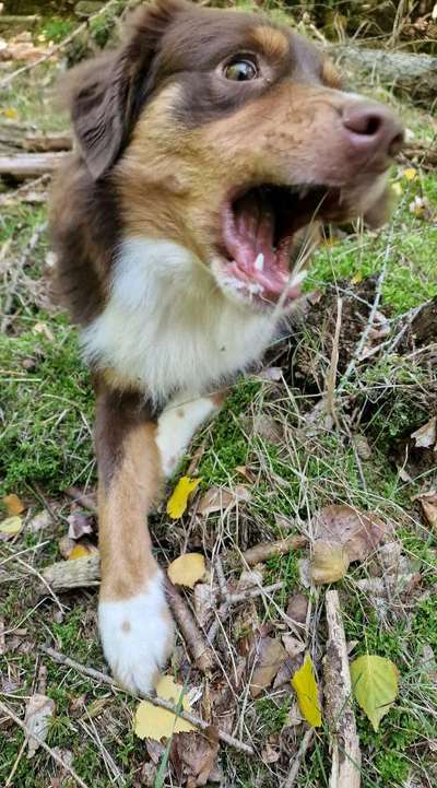 Dogorama Photo Challenge - Fail/Outtakes-Beitrag-Bild