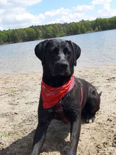 Die Dogorama Kalender Challenge 4/4-Beitrag-Bild