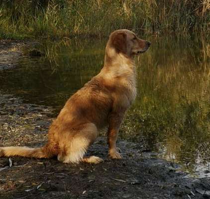 Wo sind die Golden Retriever Liebhaber?-Beitrag-Bild