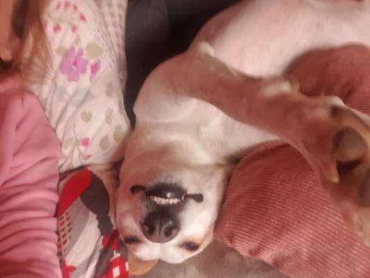 Hunde Memes-Beitrag-Bild