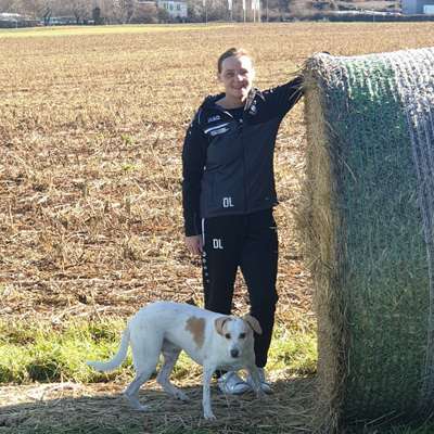 Hundetreffen-Treffen zum spazieren gehen