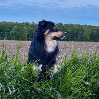 Hundetreffen-Gassirunde und spielen-Bild