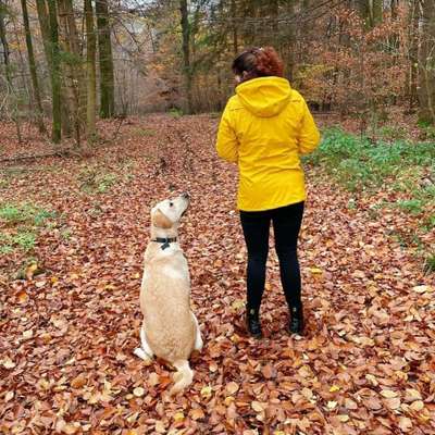 Hundetreffen-Abendliche Spiel- Und Gassirunden