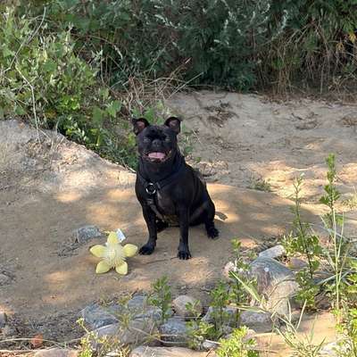 Hundetreffen-Begegnungstraining-Bild