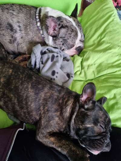 Französische Bulldoggen-Beitrag-Bild