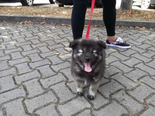 Welpen Bilder !-Beitrag-Bild