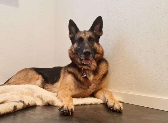 Die Dogorama Kalender Challenge Titelbild-Beitrag-Bild