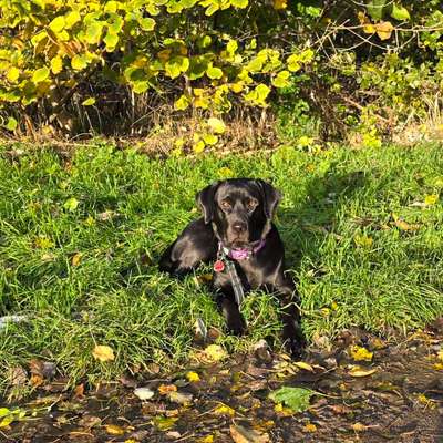 Hundetreffen-Gemeinsam spazieren-Bild
