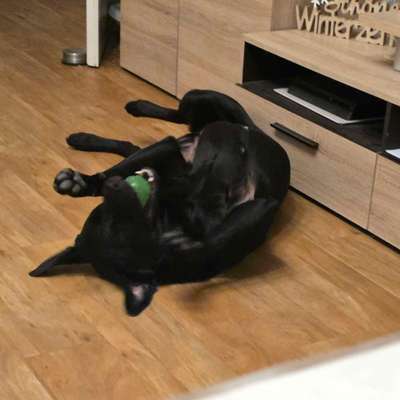 aktuelles Foto Gruppe Wurfgeschwister finden