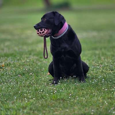 Hundetreffen-Gemeinsames Gassi-Bild