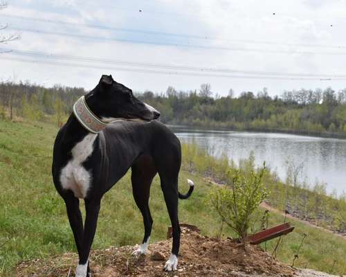 Windhunde - Treffen der besonderen Schönheiten
HERZLICH WILLKOMMEN-Beitrag-Bild