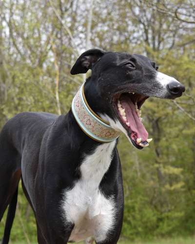 Windhunde - Treffen der besonderen Schönheiten
HERZLICH WILLKOMMEN-Beitrag-Bild